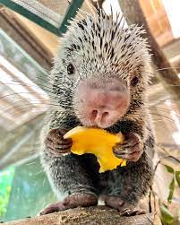 <p>Porcupines</p>