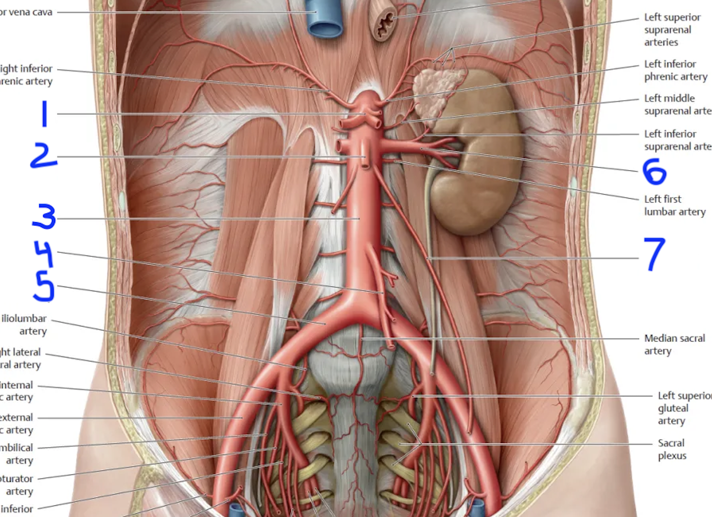 <p>6</p>
