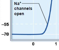 - results from the charge difference across the membrane of cell
- i.e. a cell that has not been stimulated to produce an action potential
- (-) 70 mV
- is set by leak ion channels and the Sodium-Potassium pump (Na+-K+)