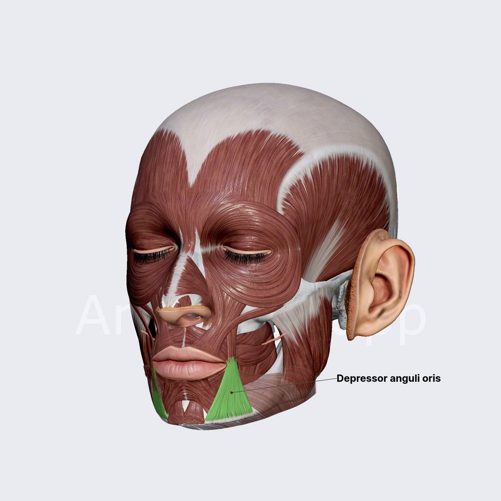 <p>pulls down on corners of mouth (frown muscle) </p>