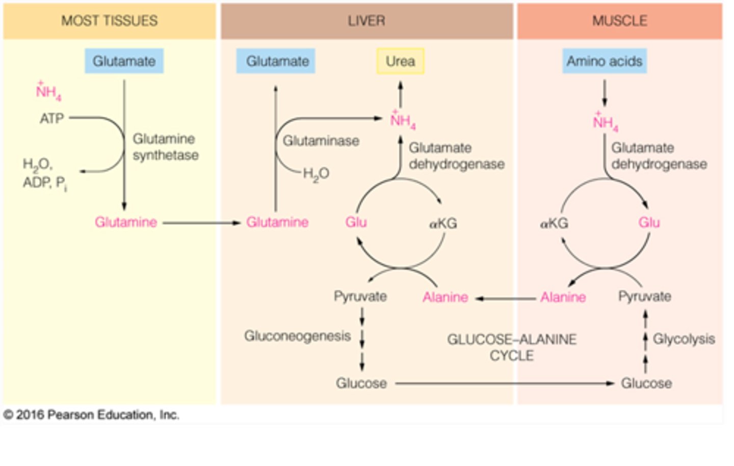 <p>Amino acids come from the proteins that make up muscles. Gluconeogenesis for an extended period of time will result in the breakdown and weakening of muscles.</p><p>Struggling to memorize the metabolic pathways (such as glycolysis and beta-oxidation)? Learn them like the back of your hand using Andrew's Metabolic Pathways Mastery Course @ https://mcatselfprep.com/course/andrews-metabolic-pathways-mastery-course/</p>