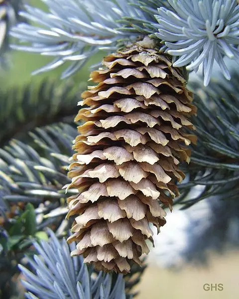 <p>Spruce typically with blude needles and waxy coating,spiky rigid needles, mature bark is flaky, young twigs are orangeish, mid-sized papery cones with notches at the tips of scales</p>