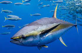 <p>Body plan designed for long distance, mesopelagic swimming; common in migratory fishes</p>
