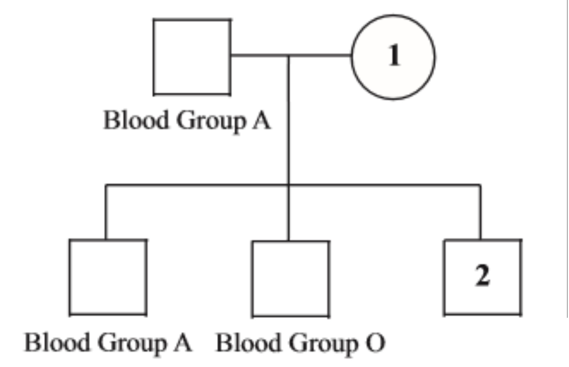 <p>The pedigree chart below shows the blood types of three members of a family.</p><p>Which of the following could be the blood types of <strong>individuals 1 and 2</strong>?</p><ol><li><p>A, AB</p></li><li><p>AB, B</p></li><li><p>O, B</p></li><li><p>B, A</p></li></ol>
