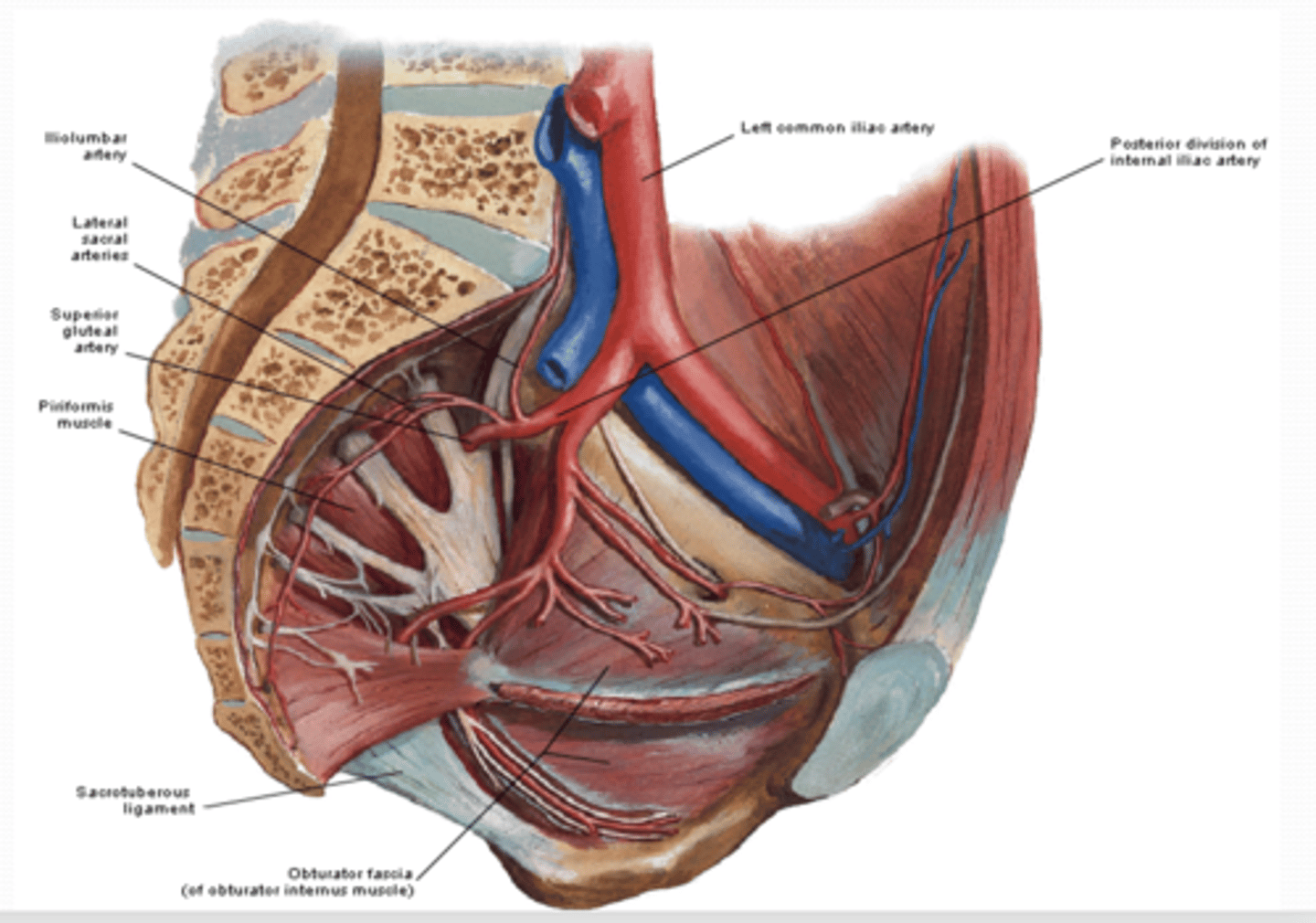 <p>What is the Lateral sacral artery of the Posterior division of the pelvis supply?</p>