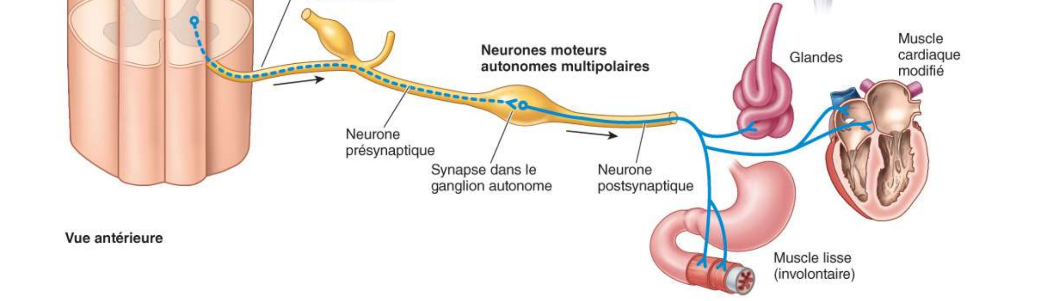 <ol><li><p>Descente le long de la moelle épinière</p></li><li><p>Trajet dans le neurone présynaptique (antérieur, car muscle)</p></li><li><p>Synapse dans le sanglion autonome</p></li><li><p>Trajet dans le neurone postsynaptique jusqu’à l’organe du SN autonome </p></li></ol><p></p>