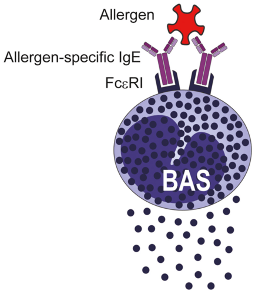 <p>activated when IgE antibodies attach, triggering degranulation, which releases enzymes that are vasoactive, bronchoconstrictive, and chemotactic.</p>