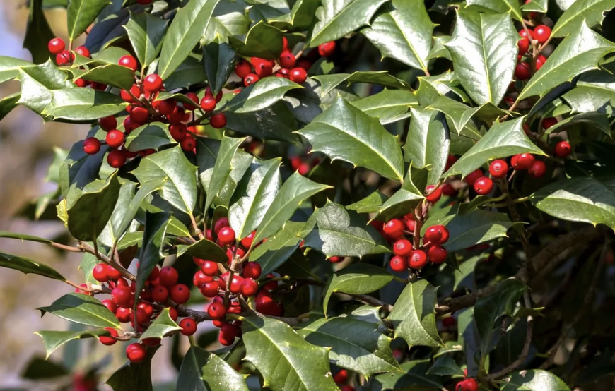 <p><em>Ilex opaca</em></p><p>Aquifoliaceae</p>