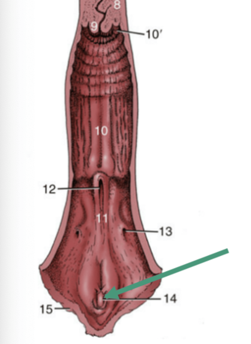 <p>-analogous to the male penis</p><p>-consists of two crura, a body, and a glans (only visible externally)</p><p>-found within the ventral commissure of the vulva</p>