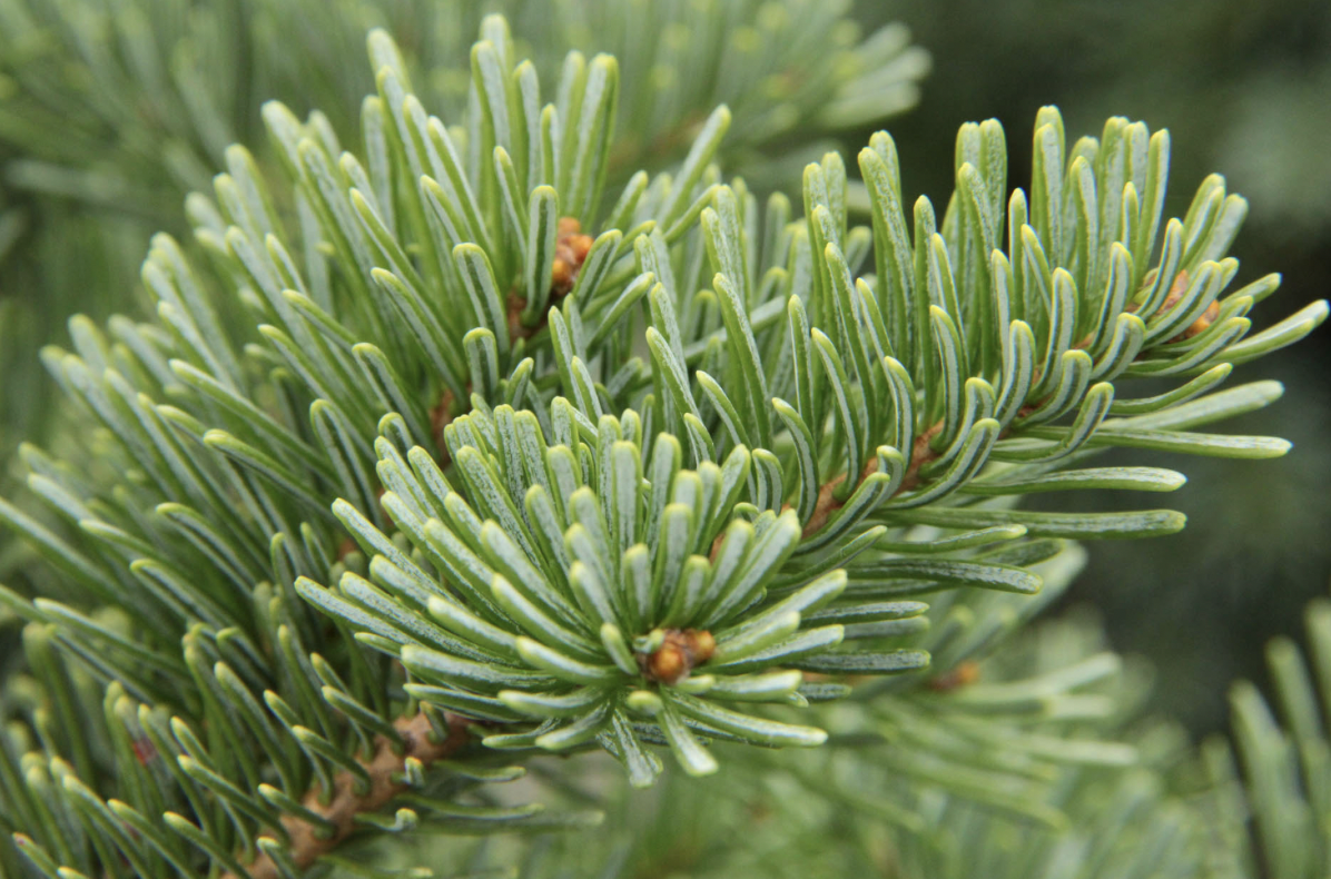 <p>identify by leaves</p>