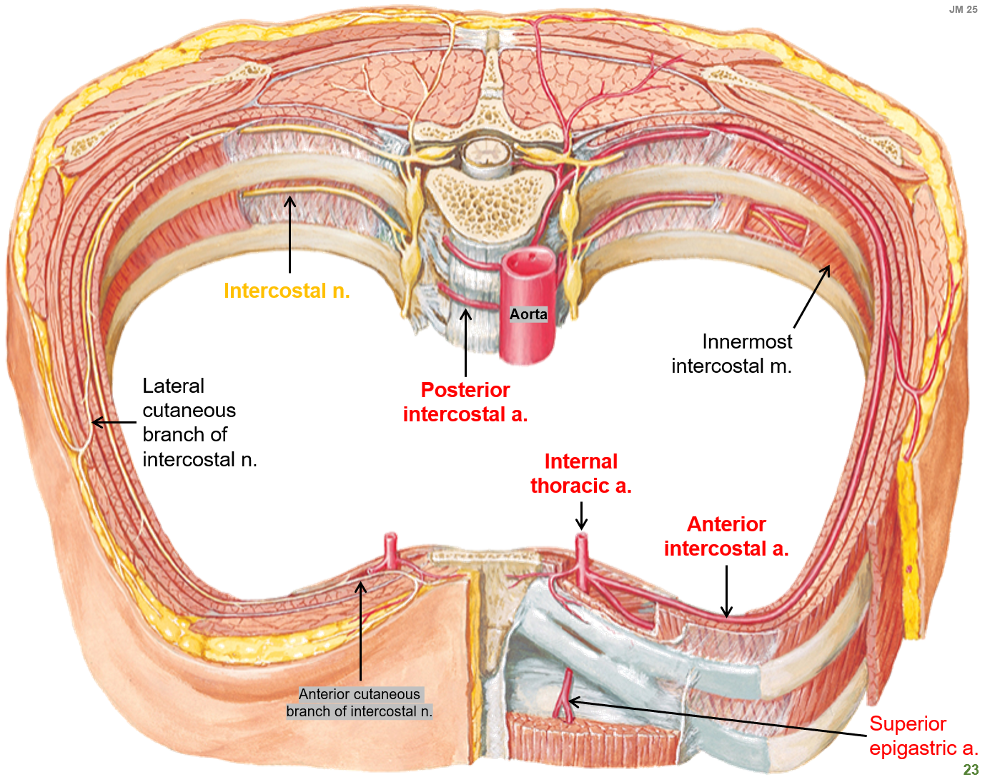 <p><strong>Posterior intercostal arteries</strong> branch from the <strong>aorta</strong> and run along the <strong>back of the ribcage</strong></p><p><strong>Anterior intercostal arteries</strong> come from the <strong>internal thoracic artery</strong> and run along the <strong>front of the ribcage</strong></p>