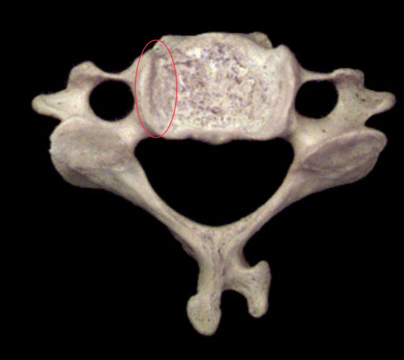 <p>What is this structure?</p>