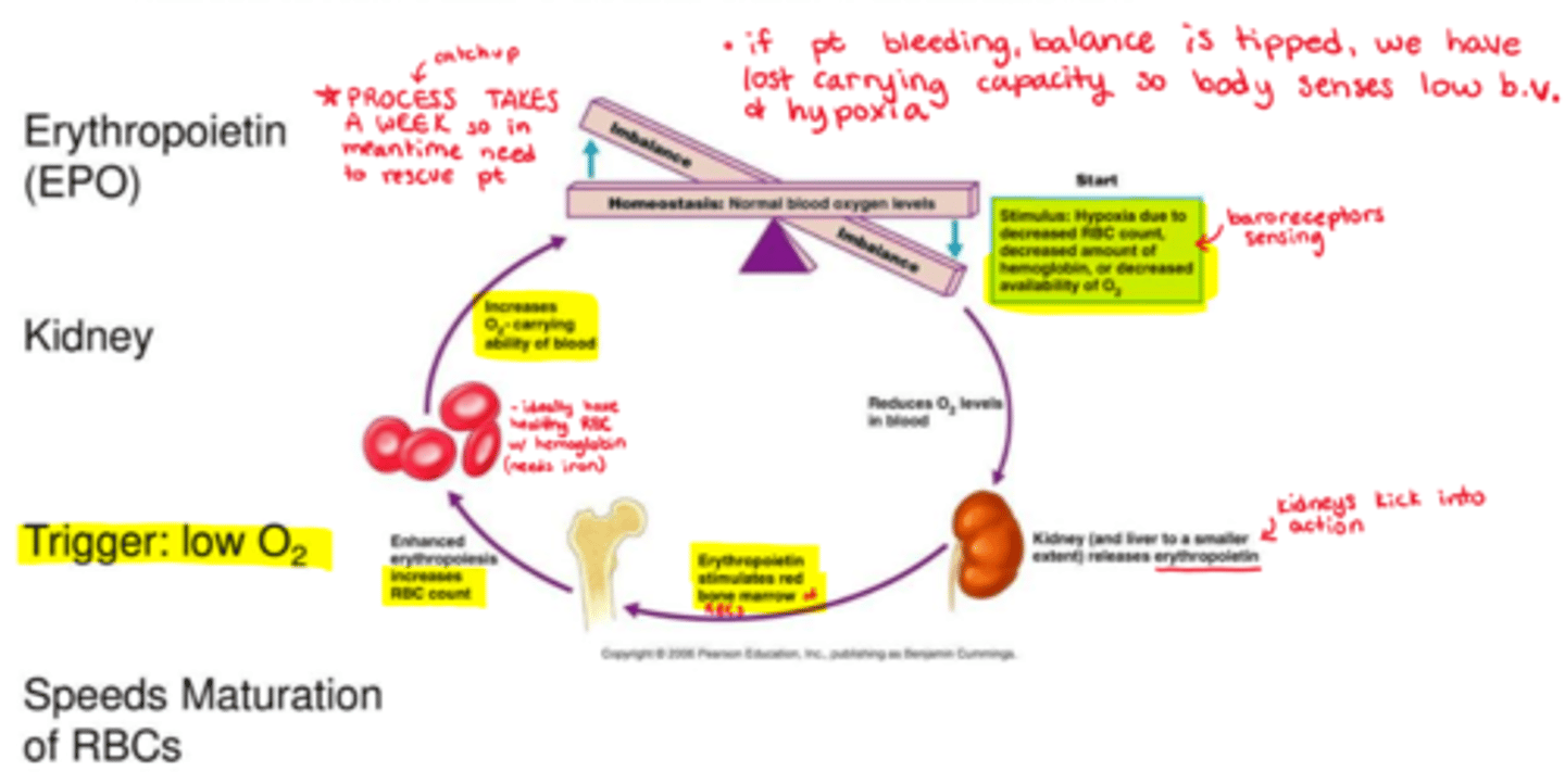 <p>(takes 7 days to form!!!)</p><p>- imbalance in normal blood O2 levels triggers hypoxia</p><p>- hypoxia may be triggered by decreased RBC count, Hb levels, or availability of O2</p><p>- decreased O2 levels in blood trigger kidneys (and liver a tiny bit) into action, releasing erythropoietin</p><p>- erythropoietin stimulates red bone marrow</p><p>- enhanced erythropoiesis increases RBC count (&amp; speeds up maturation process)</p><p>- this overall increases O2 carrying ability of blood now that more RBC are present, bringing the body back to homeostasis</p>
