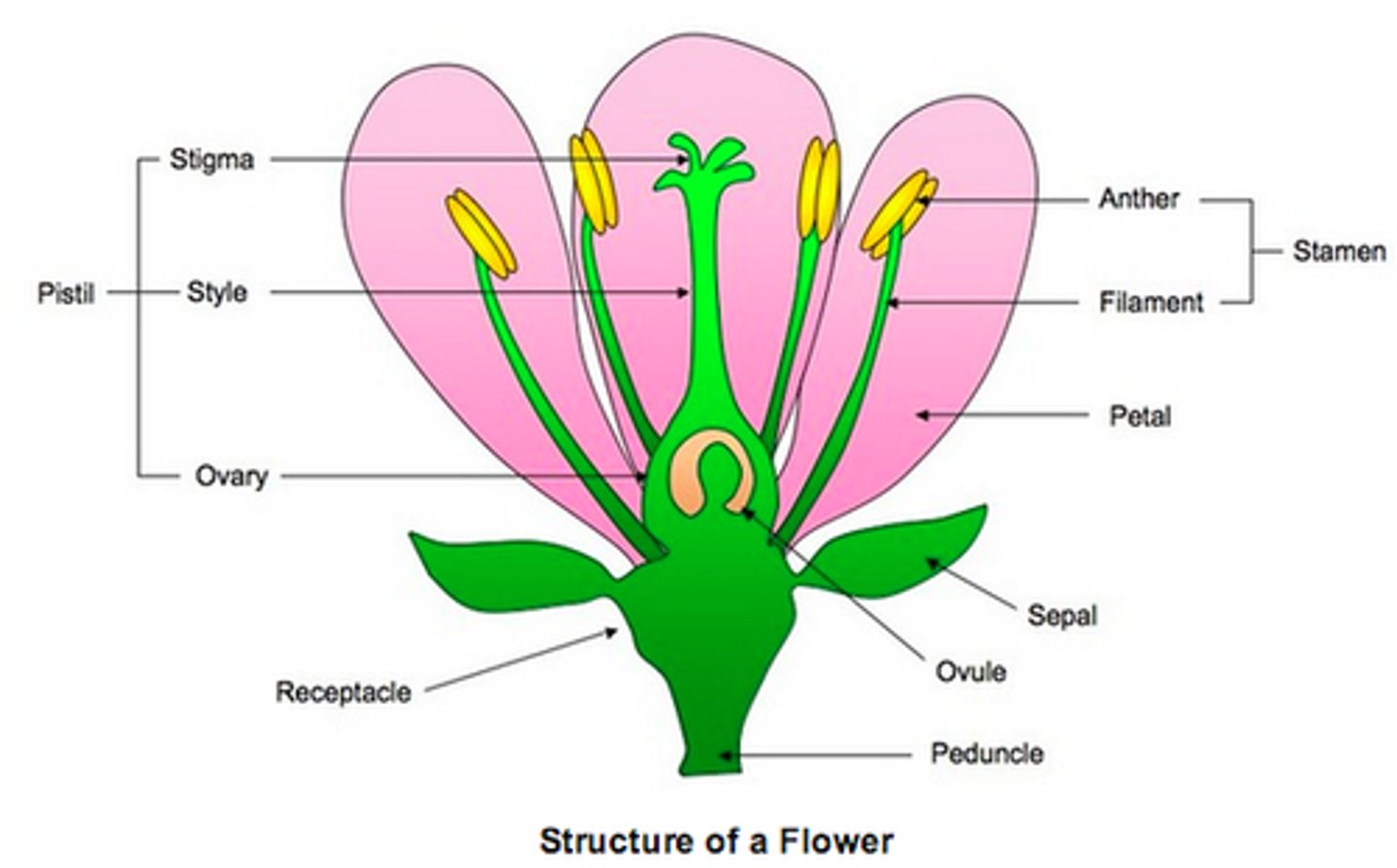 <p>Know all parts of a flower</p>