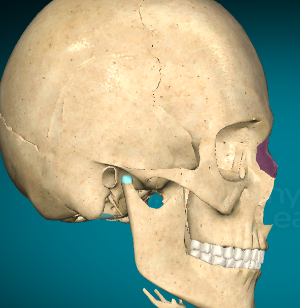 <p>Nasal bone</p>