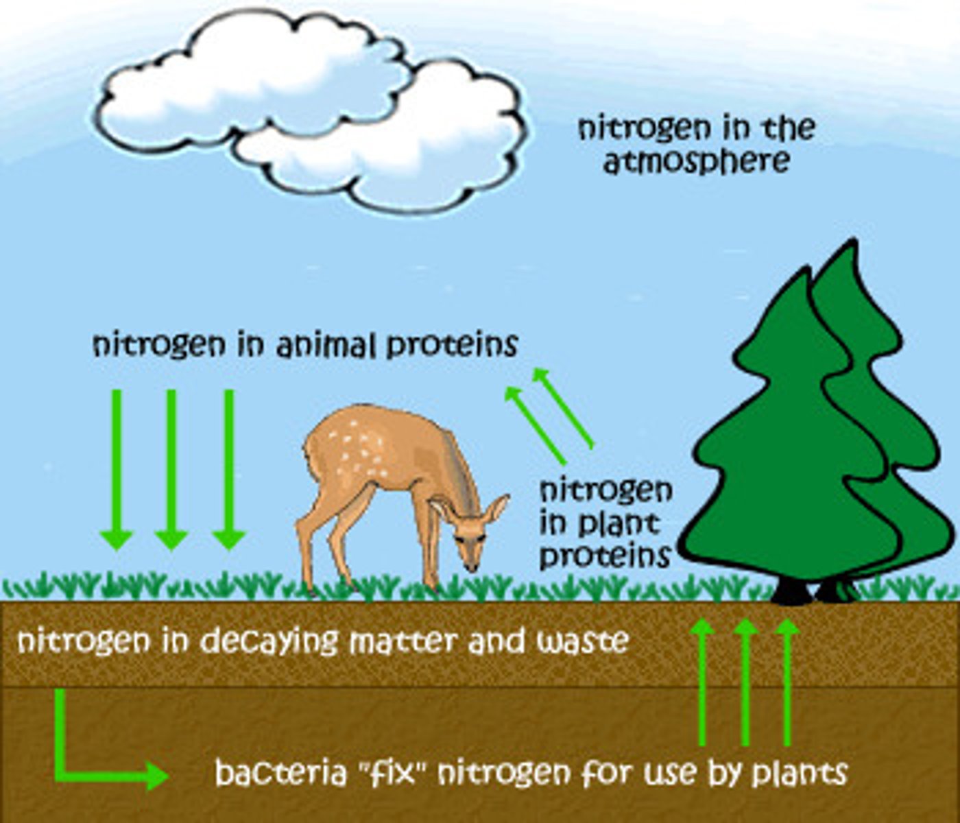<p>The transfer of nitrogen from the atmosphere to the soil, to living organisms, and back to the atmosphere</p>