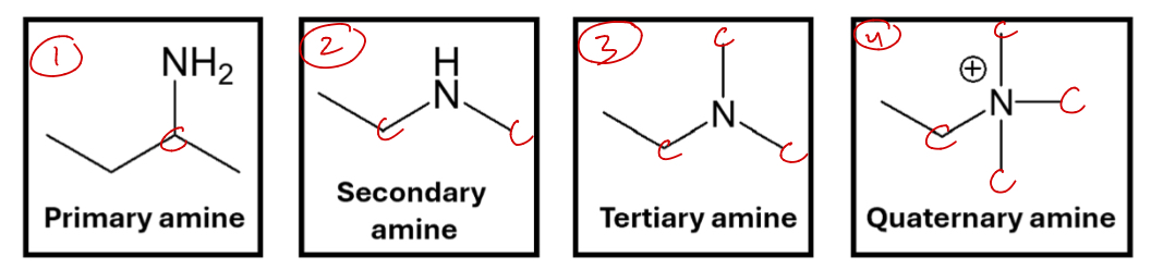 <p>Amine (Amino)</p>