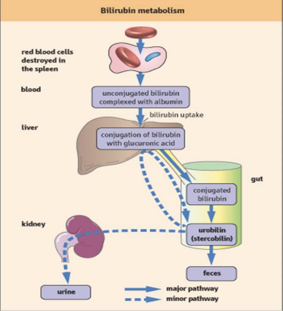 <p>The process by which bilirubin is formed from the breakdown of hemoglobin, processed in the liver, and excreted in bile. It involves conjugation to glucuronic acid, making it water-soluble for elimination from the body through urine</p>