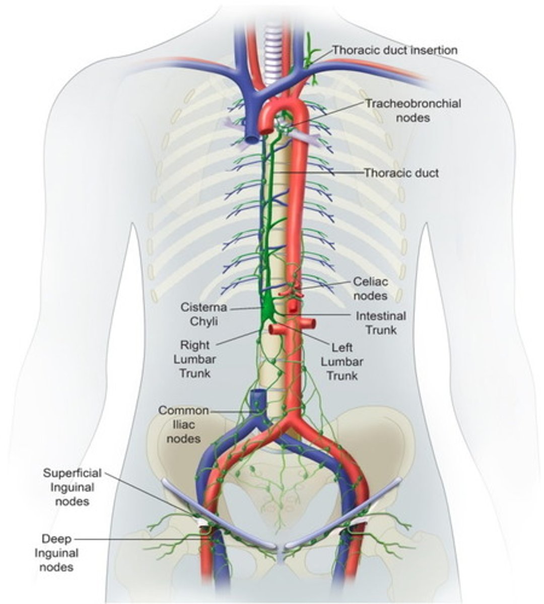<p>it originates from the cisterna chyli in the abdomen.</p>