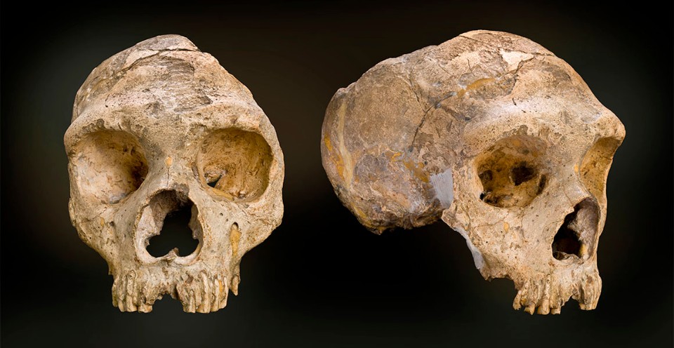 <p>Neandertals (characteristics &amp; timeframe)</p>
