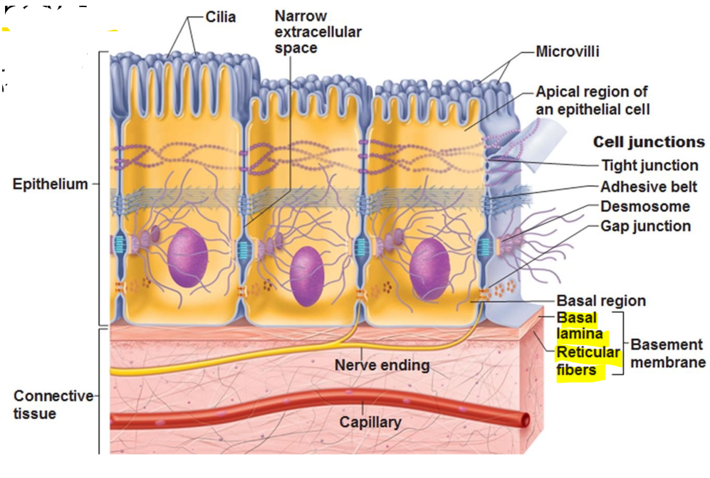 <p>consists of sheets of many cells covering body surfaces with little material (ECM) between and cavities also form glandular tissue, has two surfaces that differ in structure and function.</p><p>Avascular but innervates, obtains nutrients via diffusion through connective tissue</p><p>Main Functions: Protection, absorption, filtration, excretion, secretion, and sensory reception</p>
