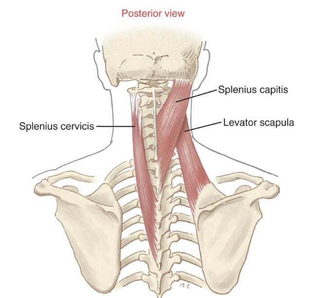 <p>Bilateral contraction:</p><ul><li><p>extension of the head/neck</p></li></ul><p>Unilateral contraction: </p><ul><li><p>ipsilateral lateral flexion and ipsilateral rotation of c-spine</p></li><li><p>similar to lev scap</p></li></ul><p></p>