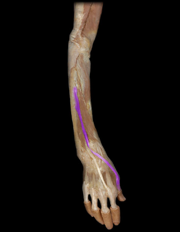 <p>Extensor pollicis longus</p>