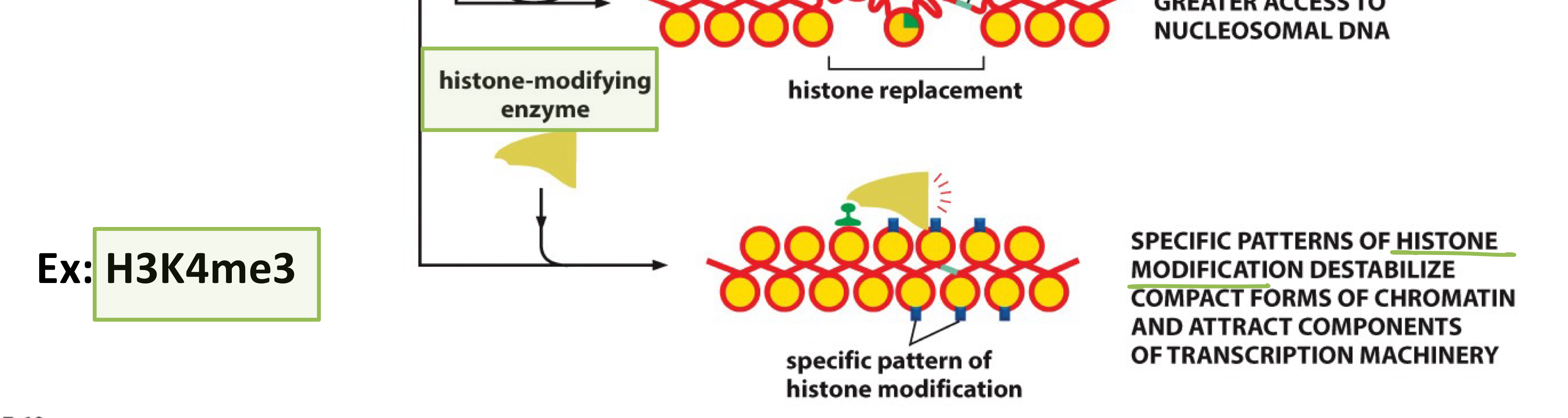 <p>TFs recruit these enzymes to add or remove chemical modifications (methylation, acetylation) to histone tails, weakening DNA-histone interactions</p>