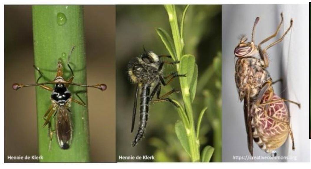 <p>What is the name of this and what disease does it transmit</p>