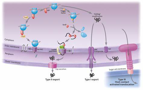 protein translocation