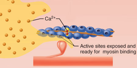 <p>Which selection correctly describes the role of calcium in coupling?</p><p></p><p>Calcium binds to troponin, which moves tropomyosin and exposes the myosin-binding sites on actin.</p><p>Calcium binds to actin, which triggers it to bind to myosin.</p><p>Calcium binds to actin, which triggers troponin to fall off and expose myosin-binding sites.</p><p>Calcium binds to tropomyosin, which moves tropomyosin and exposes the myosin-binding sites on actin.</p>