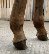 <p>AKP store husdyr blok 1 2024</p><p>Hvordan vil du behandle dette føl? Føllet er 4 måneder gammelt, og ejer mener at tilstanden har udviklet sig henover de seneste ca. 4 uger</p><p>1 Tenotomi af den dybe bøjesene </p><p>2 Tenotomi af den overfladiske bøjesene </p><p>3 Desmotomi af den dybe bøjesenes støttebånd </p><p>4 Desmotomi af gaffelbåndet</p>