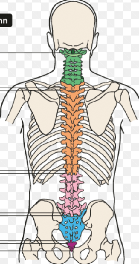 <p>What vertebrae are purple?</p>