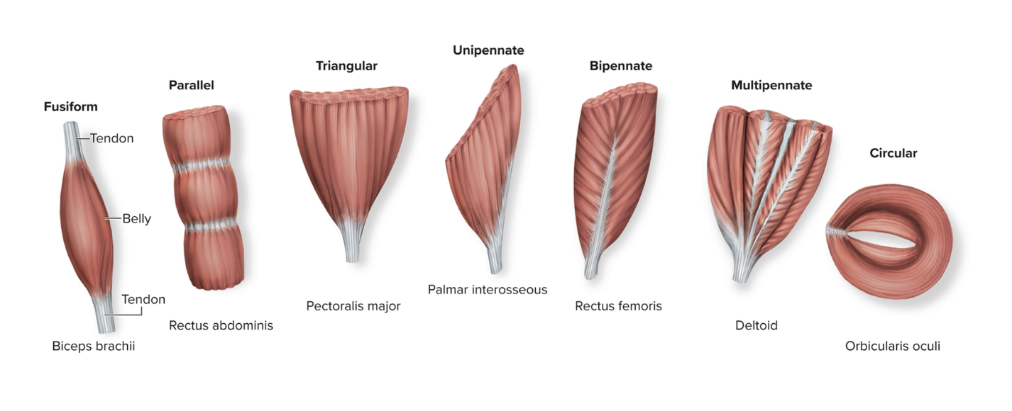 <ul><li><p><strong>Parallel</strong></p><ul><li><p>Fibers run <strong>parallel</strong> to the long axis of the muscle.</p></li><li><p>Can <strong>shorten a lot</strong> → good range of motion.</p></li><li><p>Example: Sartorius</p></li></ul></li><li><p><strong>Fusiform</strong></p><ul><li><p>Spindle-shaped <strong>parallel fibers with a bulge in the middle</strong>.</p></li><li><p>Moderate force, good for speed.</p></li><li><p>Example: Biceps brachii</p></li></ul></li><li><p><strong>Circular</strong></p><ul><li><p>Fibers <strong>arranged in a circle</strong> → control openings.</p></li><li><p>Example: Orbicularis oris (around the mouth)</p></li></ul></li><li><p><strong>Pennate</strong> (feather-like)</p><ul><li><p>Fibers attach to <strong>tendon at an angle</strong> → generate <strong>more force, less range</strong>.</p></li><li><p><strong>Unipennate:</strong> fibers on one side of tendon → Example: Extensor digitorum</p></li><li><p><strong>Bipennate:</strong> fibers on both sides → Example: Rectus femoris</p></li><li><p><strong>Multipennate:</strong> tendon branches within muscle → Example: Deltoid</p></li></ul></li></ul><p></p>