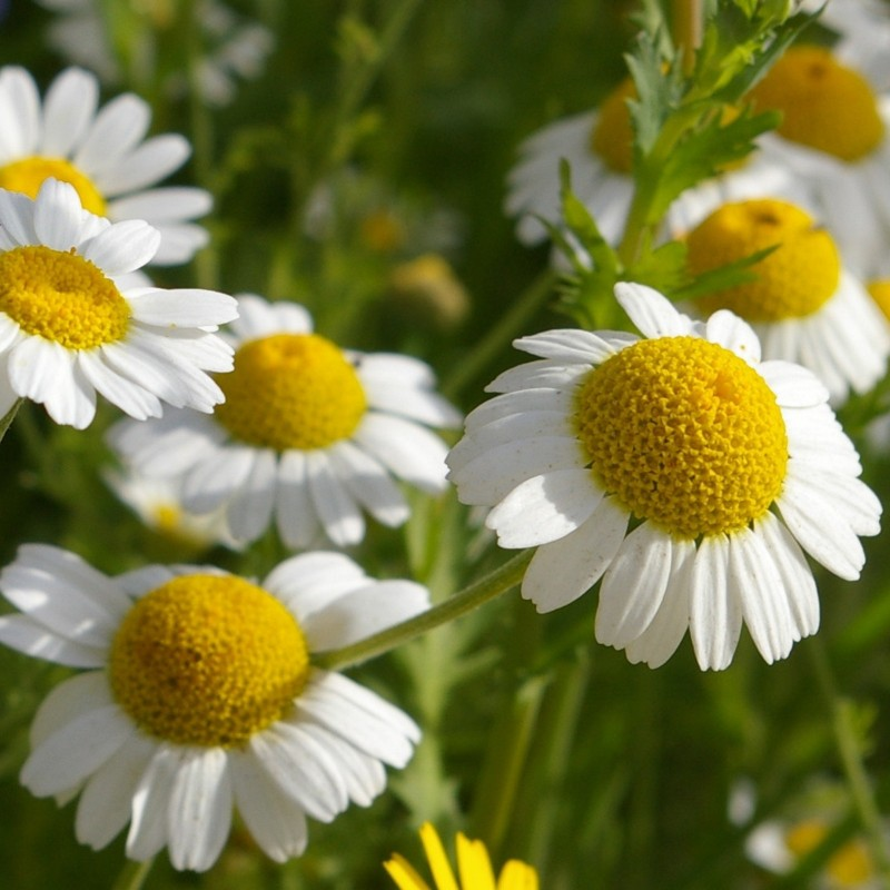 <p><em>Asteraceae -</em> hvězdnicovité</p><p><em>Matricaria chamomilla -</em> heřmánek pravý</p>