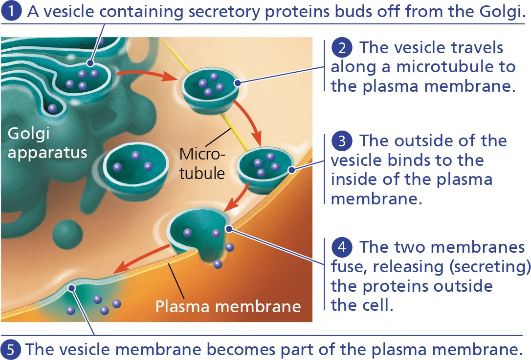 <p>the secretion of molecules by the cell by the fusion of vesicles containing them with the plasma membrane</p>