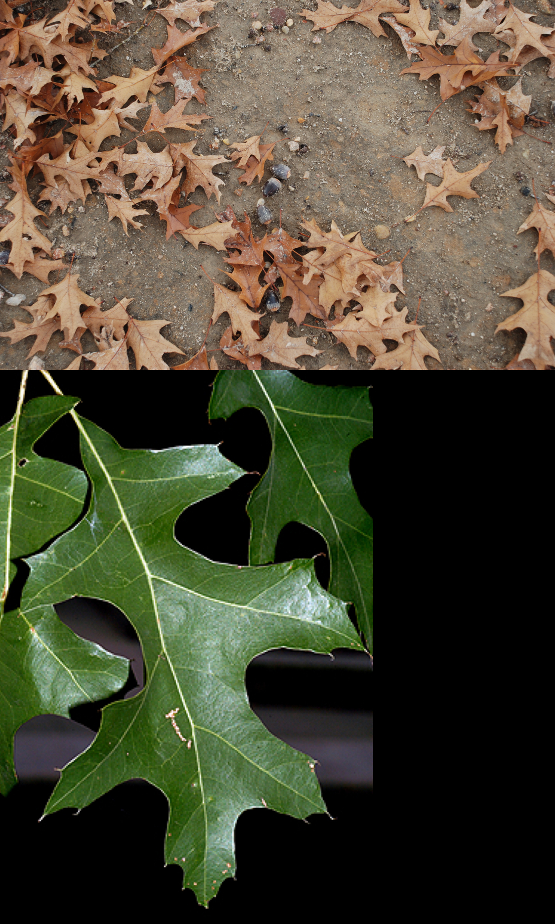 <p>Nuttall oak </p>
