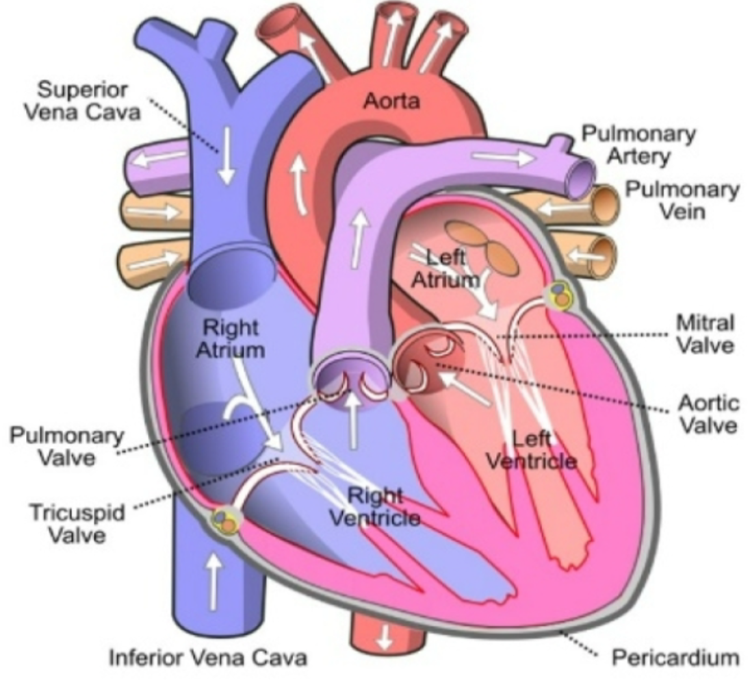 
1. Four chambers

   
   1. Right atrium

      
      1. Receives **deoxygenated** blood from body and pumps it to right ventricle via tricuspid valve 
   2. Right ventricle 

      
      1. Receives **deoxygenated** blood from right ventricle and pumps it to lungs via pulmonary valve
   3. Left atrium 

      
      1. Receives **oxygenated** blood from lungs and pumps it to left ventricle via mitral valve 
   4. Left ventricle

      
      1. Receives **oxygenated** blood from left atrium and pumps oxygenated blood to body via aortic valve 