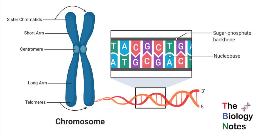 <p>chromosome</p>