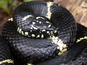 <p>These are large — 36 – 48 in (90-122 cm) — shiny-black, smooth-scaled snakes with white or yellow chain-link bands that cross the back and connect along the sides. Because of this pattern, this species is also referred to as the chain kingsnake. Generally, individuals from the Coastal Plain have wide bands while those from the mountains may have very thin bands or be nearly completely black. They have a short stout head and small beady eyes. They have an undivided anal plate. As its name implies, the speckled kingsnake (<em>L. g. holbrooki</em>), exhibits dark background coloration speckled with yellow or white.</p>