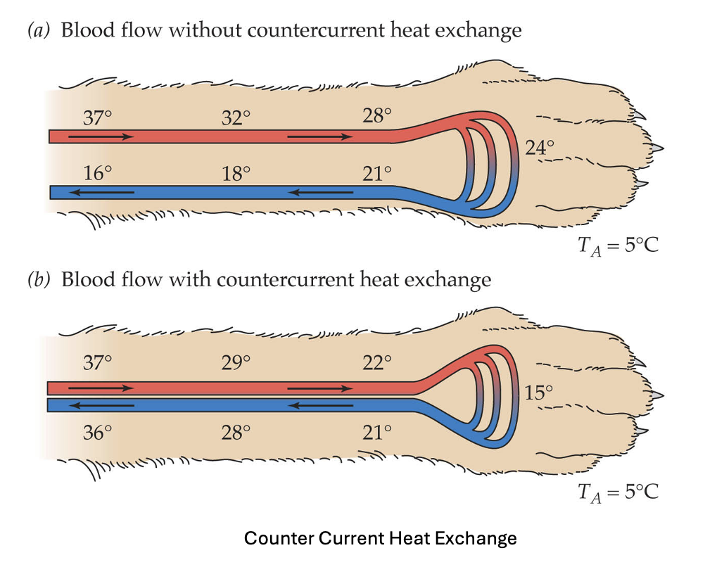 <ul><li><p>Thermogenesis (Heat Production)</p><ul><li><p>Exercise thermogenesis</p><ul><li><p>heat from muscle activity</p></li></ul></li><li><p>Non-exercise thermogenesis:</p><ul><li><p>Shivering thermogenesis:</p><ul><li><p>Rapid muscle contractions</p></li><li><p>ATP → heat + small movement</p></li><li><p>Used to rewarm hibernators</p></li><li><p>Inefficient, but fast</p></li></ul></li><li><p>Non-shivering thermogenesis</p><ul><li><p>Uses fat metabolism</p></li><li><p>White Fat Thermogenesis</p><ul><li><p>Fat → fatty acids → burned in tissues</p></li><li><p>Epinephrine stimulates ATP breakdown → heat</p></li></ul></li><li><p>Brown Fat Thermogenesis</p><ul><li><p>Found in hibernators and newborn mammals</p></li><li><p>Lots of mitochondria, rich blood supply, contains <strong>Thermogenin (UCP-1)</strong></p></li><li><p>Protons bypass ATP synthase, no ATP made, energy released as heat</p></li><li><p>Super efficient heat production</p></li></ul></li></ul></li></ul></li></ul></li><li><p>Countercurrent Heat Exchange</p><ul><li><p>Used to conserve heat in limbs</p></li><li><p>Warm arterial blood → transfers heat to cold venous blood returning from limbs</p></li><li><p>Arteries and veins run side-by-side</p><ul><li><p>Blood reaching limbs is cooler → less heat loss</p></li><li><p>Blood returning to core is warmed</p></li></ul></li><li><p>Reduces energy needed for thermoregulation</p></li></ul></li><li><p>Insulation Adaptations</p><ul><li><p>Short term: Fluff fur/feathers</p></li><li><p>Seasonal: winter coats, molting</p></li><li><p>Structural: blubber in marine mammals</p></li></ul></li><li><p>Body Shape Adaptations</p><ul><li><p>Bergmann;’s Rule:</p><ul><li><p>Larger body size in colder climates</p></li><li><p>Lower surface area to volume → retain heat</p></li></ul></li><li><p>Allen’s Rule:</p><ul><li><p>Smaller extremities in cold climates</p></li><li><p>Reduce heat loss</p><ul><li><p>Ex: arctic fox ears (small) vs desert fox ears (large)</p></li></ul></li></ul></li></ul></li></ul><p></p>