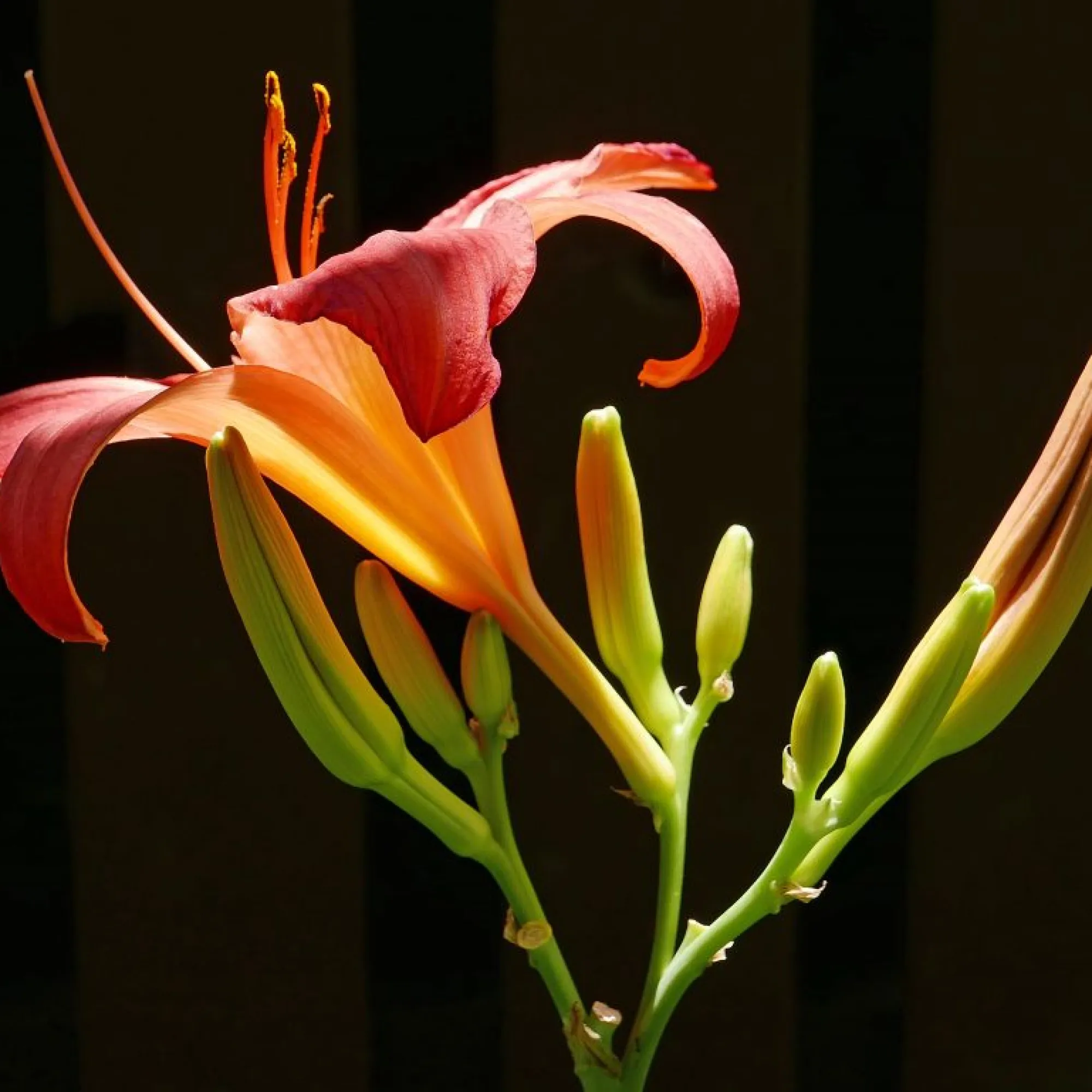 <p>What type of inflorescence is this?</p>