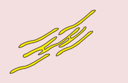 <p>Describe the smooth endoplasmic reticulum </p>
