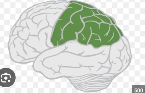 <p>biggest sensory area of brain</p>