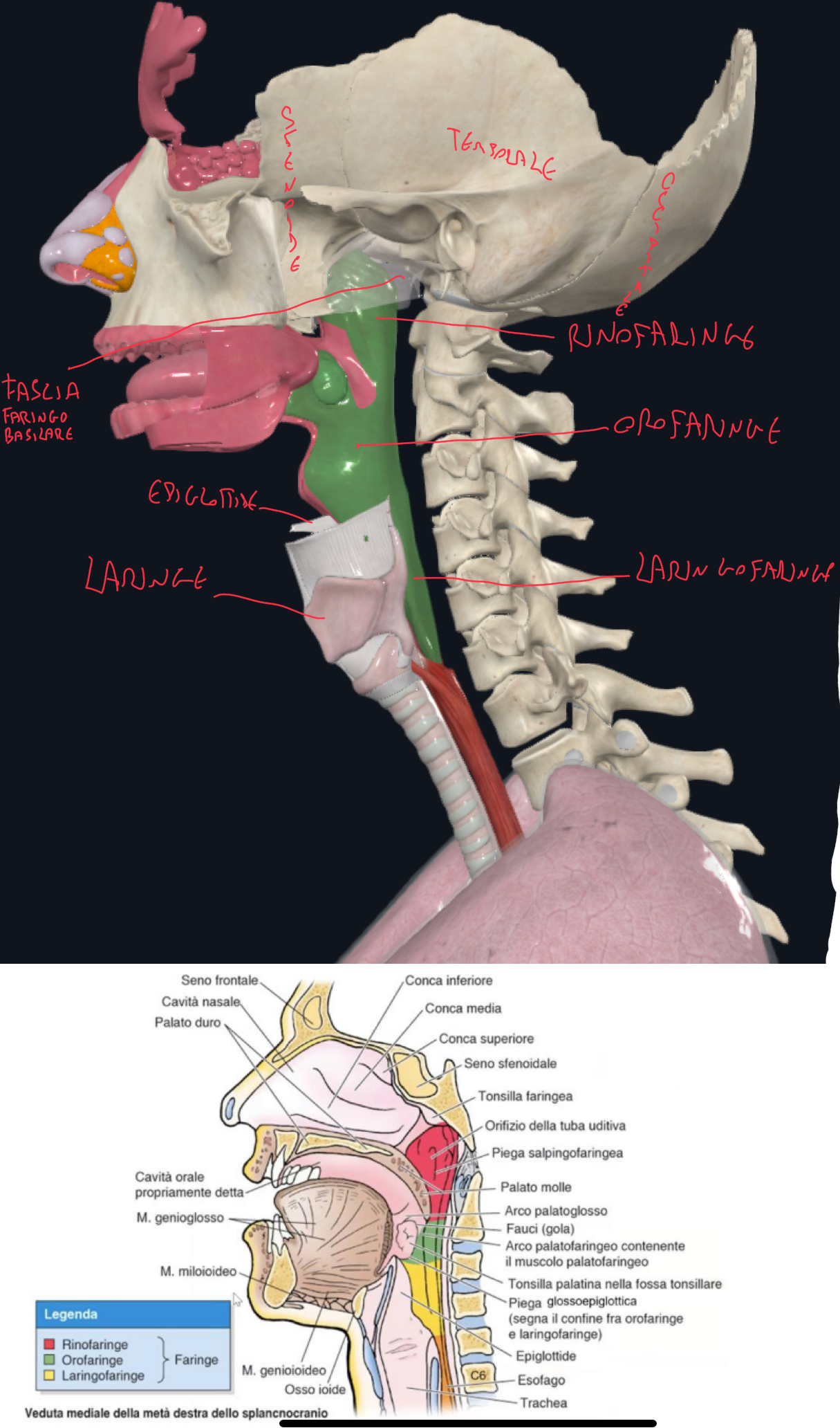 <p>Faringe:</p><ul><li><p>Canale fibromuscolare lungo 12-14 cm</p></li><li><p>Pareti di connettivo + tessuto muscolare striato</p></li><li><p>Origina dalla base cranica e termina con la cartilagine cricoidea della laringe, a livello di C6</p></li></ul><p>Porzioni e aperture:</p><ul><li><p>Rinofaringe (nasofaringe) → comunica con la cavità nasale tramite coane e dà passaggio all’aria</p><ul><li><p>limite anteriore → palato molle</p></li><li><p>limite superiore → corpo sfenoide e clivo sfenoide</p></li></ul></li><li><p>Orofaringe → comunica con la cavità orale tramite l’istmo delle fauci, via comune a cibo ed aria</p><ul><li><p>limite anteriore → palato molle e margine superiore epiglottide</p></li></ul></li><li><p>Laringofaringe → comunica con la cavità orale tramite l’adito laringeo</p><ul><li><p>limite anteriore → cartilagine cricoidea laringe</p></li><li><p>Qui si separano il bolo che va nell’esofago e l’aria che va nella laringe</p></li></ul></li></ul><p>Fascia Faringo-Basilare:</p><ul><li><p>Scheletro fibroso che dà supporto alla Faringe</p></li><li><p>Si inserisce su:</p><ul><li><p>Tubercolo faringeo osso occipitale</p></li><li><p>Margine anteriore canale carotideo</p></li><li><p>Lamina mediale processo pterigoideo</p></li><li><p>Tuba uditiva</p></li></ul></li></ul><p>Spazio Retrofaringeo:</p><ul><li><p>SI separa dai corpi vertebrali da muscoli prevertebrali e fascia cervicale profonda</p></li><li><p>E’ uno spazio virtuale riempito di lasso e linfonodi, via di diffusione di infezioni.</p></li></ul><p>Rapporti Laterali:</p><ul><li><p>Fascio vascolo nervoso del collo (giugulare interna, carotide comune, nervo vago)</p></li><li><p>Nervi cranici gsossofaringeo, vago e ipoglosso (quelli del foro giugulare)</p></li></ul><p></p>