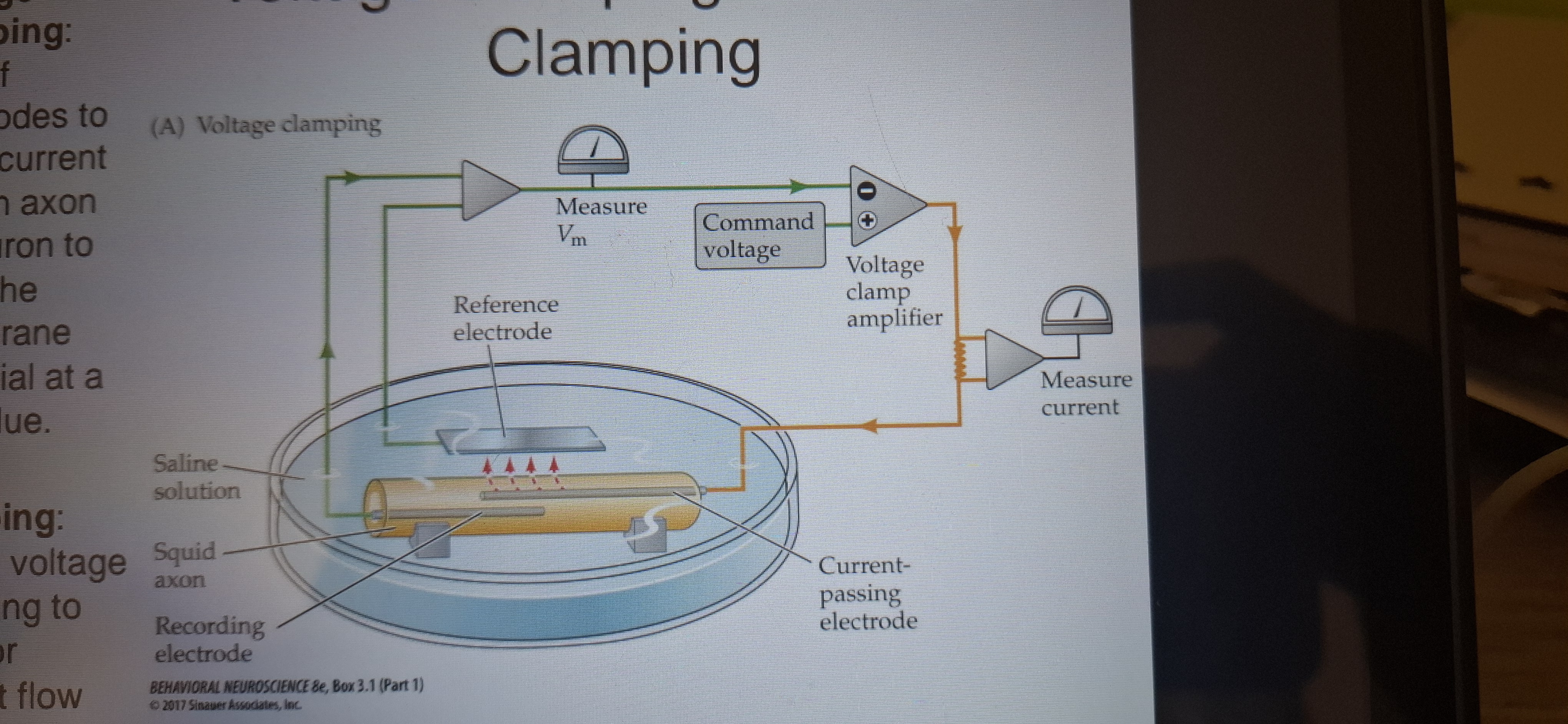 <p>Use of electrodes to inject current into an axon or neuron to keep the membrane potential at set value.</p>