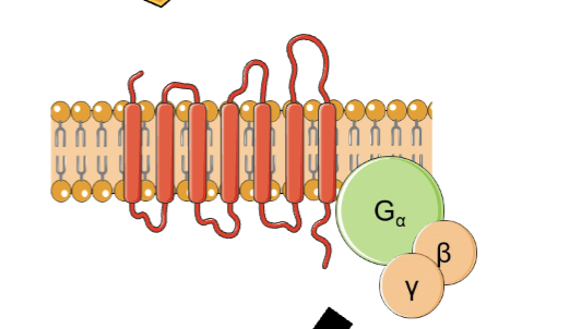 <p>7 transmembrane domains, extracellular N terminus, intracellular C terminus</p><p>They are coupled to a G protein which has a trimeric structure - Gα, beta and gamma subunits</p><p>Cellular change occurs in seconds</p>