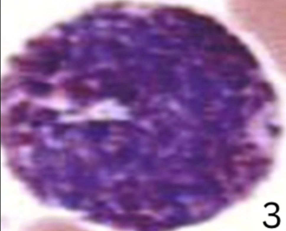 <p><span style="color: purple;"><strong><em><span>Formed Element:</span></em></strong><em><span> </span></em></span><strong>Basophil (leukocyte)</strong></p>