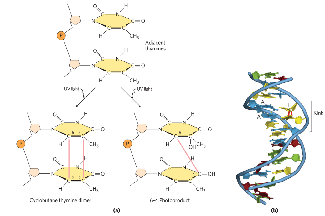 <p>caused by UV damage or radiation</p><ul><li><p>UV</p><ul><li><p>cyclobutane pyrimidine dimers</p></li><li><p>6-4 photoproduct</p></li></ul></li><li><p>ionizing radiation</p><ul><li><p>ring opening</p></li><li><p>base fragmentation</p></li><li><p>breaks in covalent backbone of nucleic acids</p></li></ul></li><li><p>causes adjacent pyrimidine bases to bond with each other, forming dimers</p><ul><li><p>instead of making H-bonds w/ something across → makes covalent bonds w/ itself</p></li><li><p>squishes 2 bases together + prevents info from being accessed</p><ul><li><p>alters DNA structure + stalls replication → polymerase can’t read + falls off</p></li></ul></li></ul></li></ul><p></p>