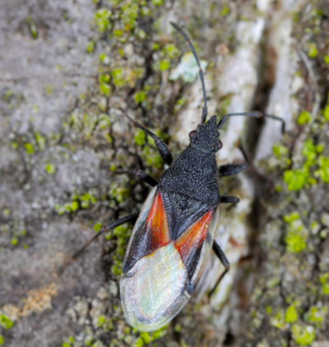 <p>ŘÁD- česky, latinsky</p><p>Podřád-česky latinsky</p><p>Infrařád-/</p><p>Čeleď-/</p><p>rod-/</p><p>druh-česky</p><p>(3-4 mm, lesklé části hemielipter, původ jižní evropa 2004, hodně na lípě, zimuje na shromaždišti)</p>